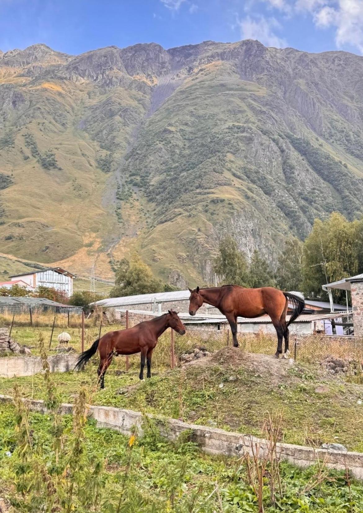 Edelweiss Cottage Kazbegi 외부 사진